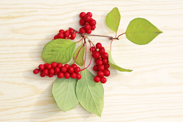 branch of red ripe schisandra isolated