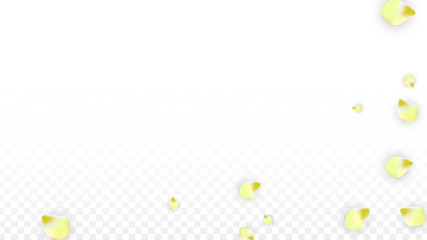 Vector Realistic Pink Petals Falling on Transparent Background.  Spring Romantic Flowers Illustration. Flying Petals. Sakura Spa Design. Blossom Confetti.