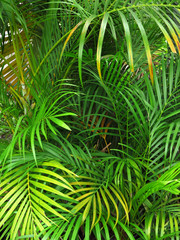 Naklejka na ściany i meble green palm leaf tree in garden