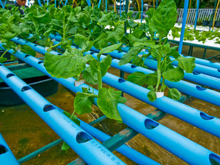 Hydroponic vegetables and many plant in green house.