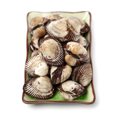 scapharca subcrenata on white background