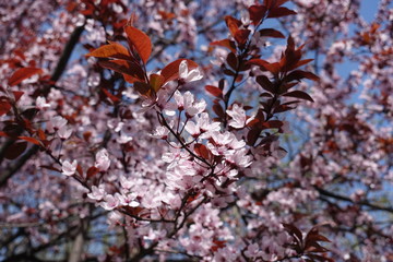 New red leaves and pink flowers of Prunus pissardii in spring
