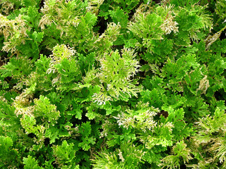 Wildenow's Spike Fern, Peacock Fern. (Selagiella willdenowii (Desv.ex Poir) Spring )
