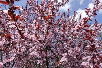 Plenty of pink flowers on branches of Prunus pissardii