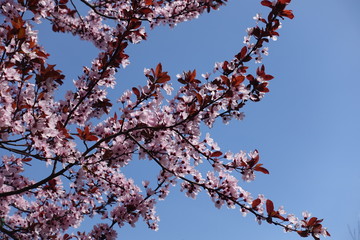 Plum blossom against blue sky in spring