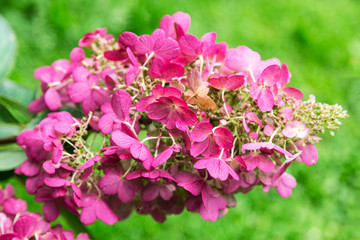 Blooming branch of pink hydrangea on the background of green close-up