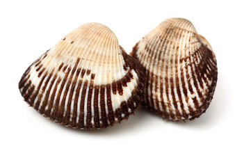 scapharca subcrenata on white background