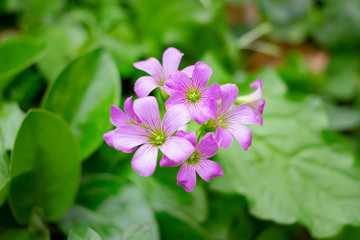 pink lined small flower