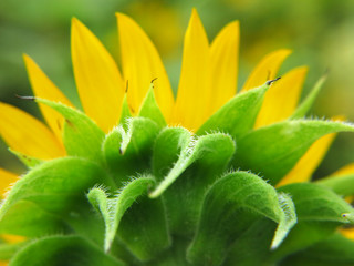 closeup flower of sunflower in the field. View from behind