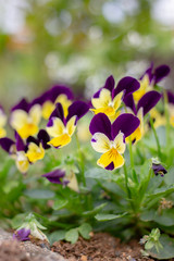 purple and yellow pansy