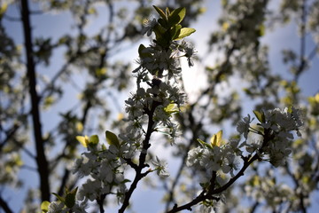 Cherry tree flowers