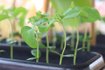 soybean seedlings in a pot for testing agroinsumers - adventure effect