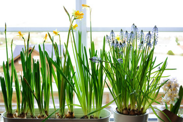 Daffodils and Muscari in garden pots. Bulbous plants in the interior.