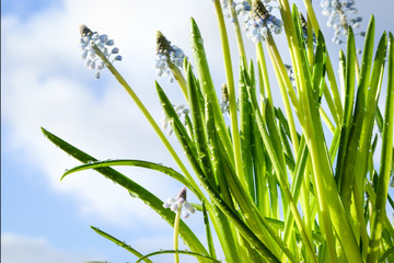 Blue flowers muscari mouse hyacinth