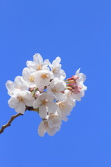 cherry blossoms bloom and blue sky