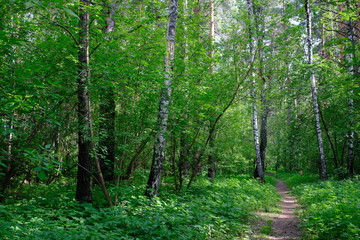 Siberian deciduous forest in summer