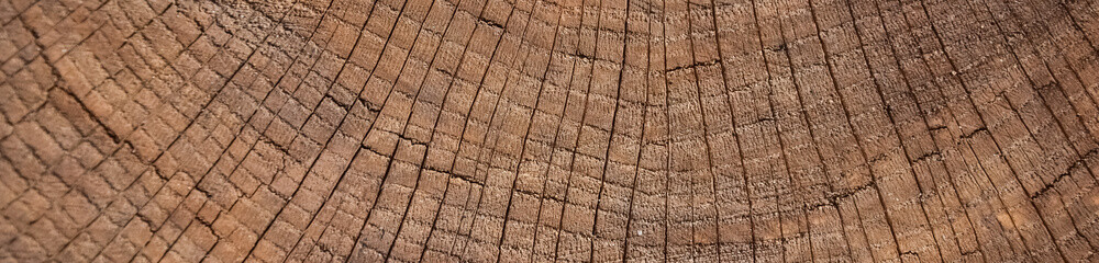 vintage grunge background with cracked old wood texture with 3D effect, Tree rings, Dendrochronology.