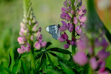beautiful Siberian garden flowers