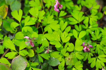 squill background full frame