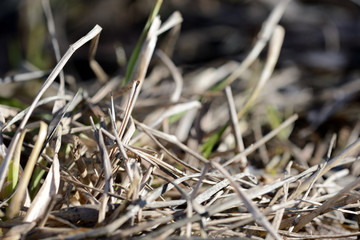 Dry grass in the spring forest close up