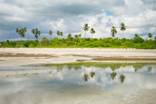 Coconut trees reflecting on water at Sossego beach (Itamaraca Island, Brazil)