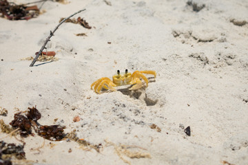 Ghost crab at the beach on Itamaraca island, Brazil