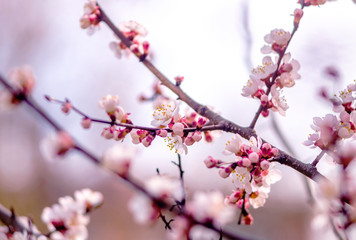 Spring background, fresh flower background