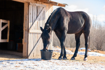 plastic horse videos