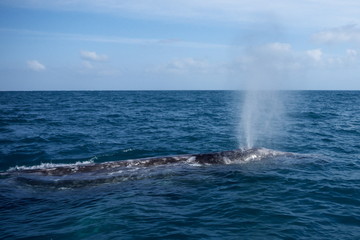 Naklejka premium grey whale splash in water Bahia Concepcion Baja California mexico