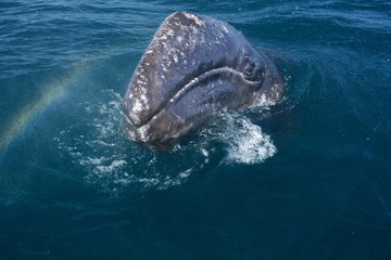 grey whale head in water Bahia Concepcion Baja California mexico
