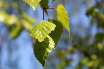 Branch and leaves of birch tree