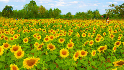 These are sun flowers park or flora park that people growing and keeping for tourist to visit for sightseeing and education at Buriram,Thailand.