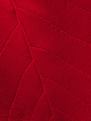 Naklejka na ściany i meble red leaf texture background ( teak leaf )