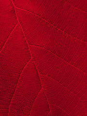 red leaf texture background ( teak leaf )