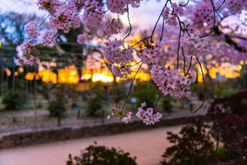 cherry blossom in the city, Japan