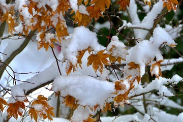 《角館の冬》秋田県仙北市