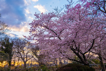 Fototapeta na wymiar cherry blossom in the city, Japan