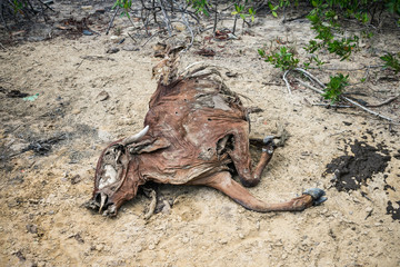 Dead cow decomposing in the countryside of Itamaraca Island - Pernambuco, Brazil