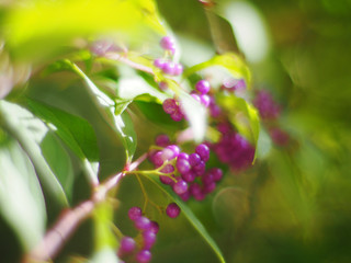 植物
