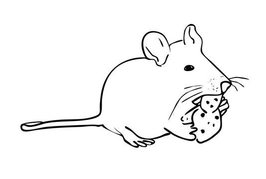  Vector illustration, isolated rat eating a piece of cheese in black and white colors, outline hand painted drawing
