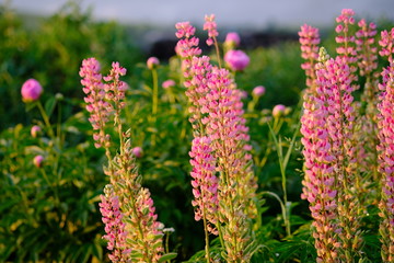 beautiful Siberian garden flowers