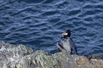  Cormorant perched on a rock on the shore of blue ocean water