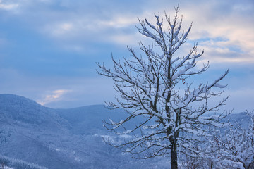Snow covered trees
