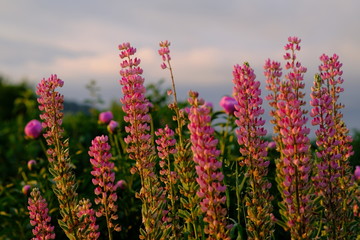 beautiful Siberian garden flowers