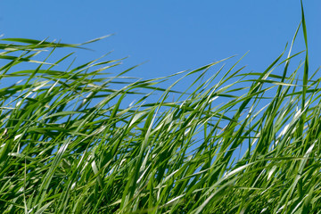 青い空背景になびく緑の草むら