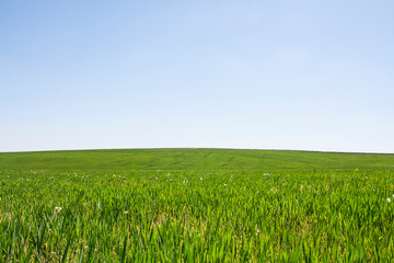 Green grass on field and clear blue sky. Can be used for multiple purposess such as desktop screen