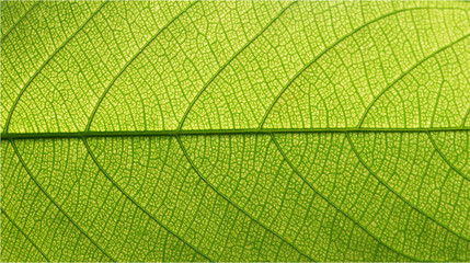 detail of green leaf texture