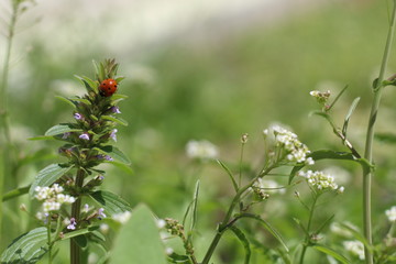 Ladybug climbing onto the top of a flower