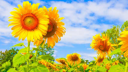 Obraz premium These are sun flowers park or flora park that people growing and keeping for tourist to visit for sightseeing and education at Buriram,Thailand.