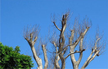 dry tree with blue sky